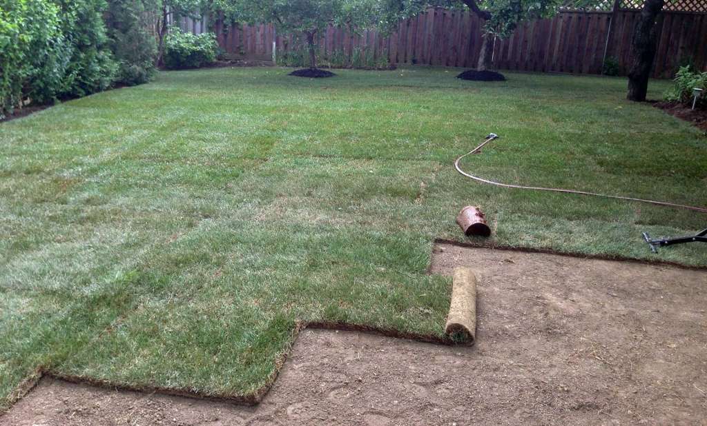 A well-maintained backyard with freshly laid sod. A roll of sod remains on the dirt path near a hose. Trees and a wooden fence surround the lawn.