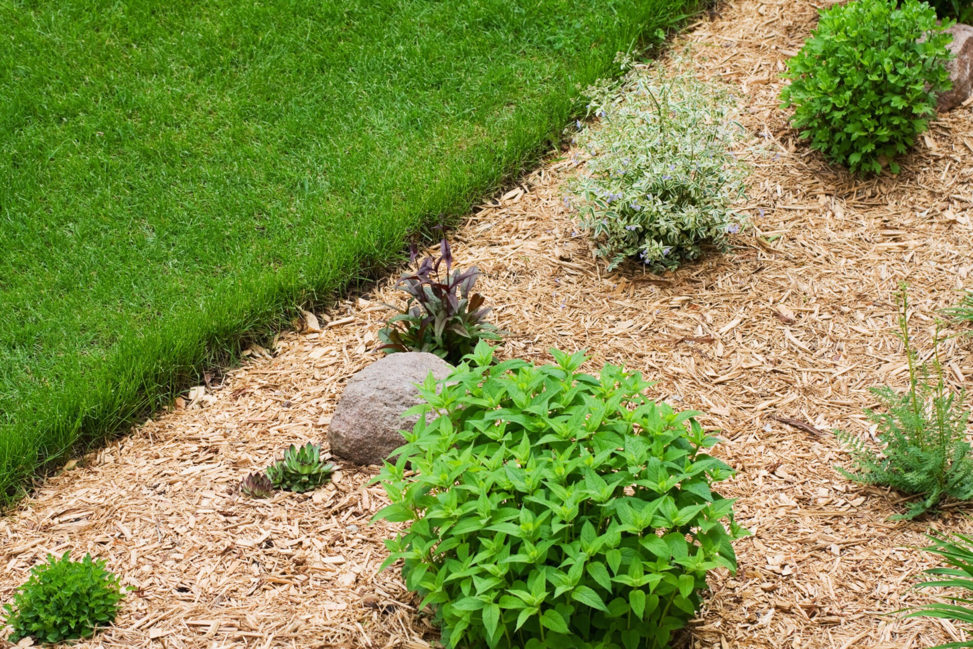 Wood Chip Mulch in Perennial Flower Garden