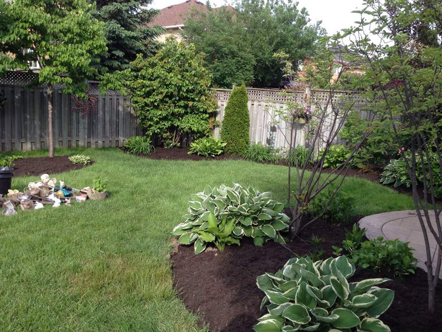 Lush, green backyard garden with neatly trimmed lawn, hosta plants, and a variety of trees and shrubs, surrounded by a wooden fence.